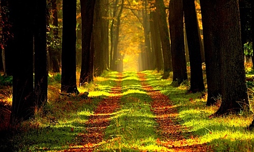 Image for 'Life Path 29/11 and 38/11 Differences' numerology answer