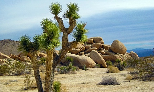 Image for 'Moving to Yucca Valley' numerology answer